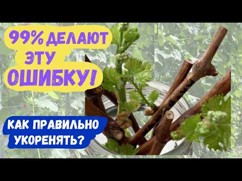 Видео: МАЛО КТО ЗНАЕТ ЧЕРЕНКИ ВИНОГРАДА этим способом укореняются почти со 100% ГАРАНТИЕЙ!