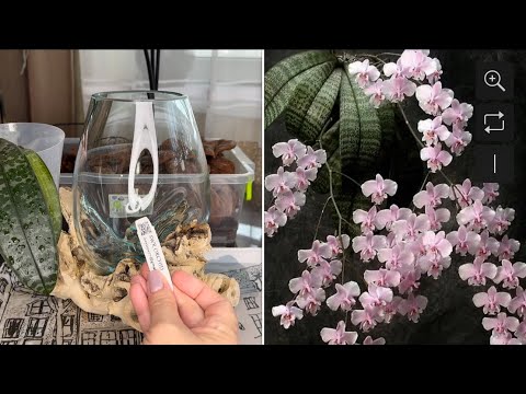 Видео: Пересадка мечты !  Смотрите , что получилось 