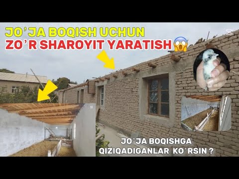 Видео: 2025.г ЖО'ЖА БОКИШ УЧУН ЗО'Р ШАРОЙИТ ЙАРАТИШ💡