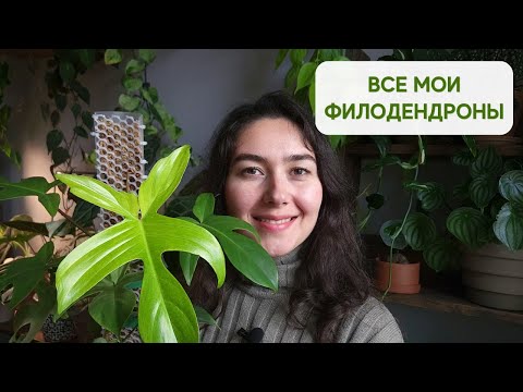 Видео: ФИЛОДЕНДРОНЫ в коллекции / ОБЗОР филодендронов + мой УХОД / ГРУНТ, освещение, ПОЛИВ