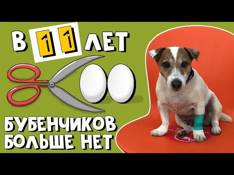 Видео: Почему мы КАСТРИРОВАЛИ ДЖЕКА в 11 ЛЕТ/ Кастрация собак за и против/ Зачем кастрировать собаку
