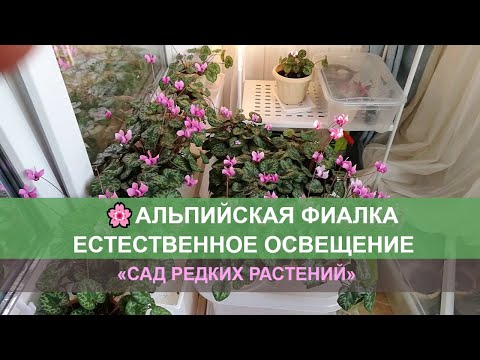 Видео: Альпийская фиалка, естественное освещение. Выращивание и уход.