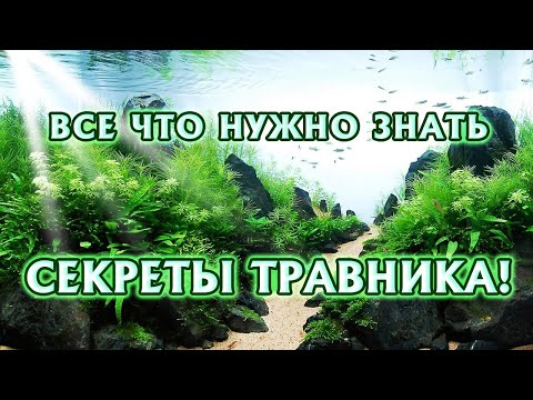 Видео: Секреты Травника, все что нужно знать!