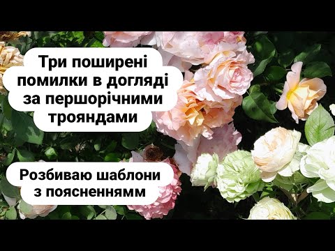 Видео: Першорічні троянди догляд/first-year roses care/Rose newbies and rose obsessives!