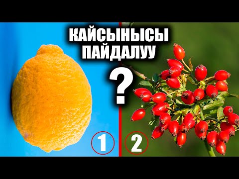 Видео: Лимон же Ит Мурун / Кайсынысынында Витамин С көп? / таң калычтуу / пайдалуу кеңештер