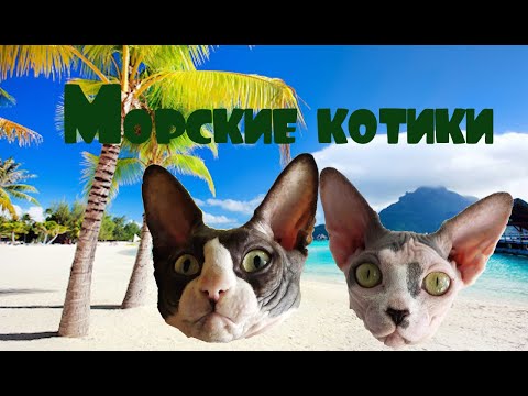 Видео: Купание Канадских Сфинксов Чистка Ушей Стрижка Когтей