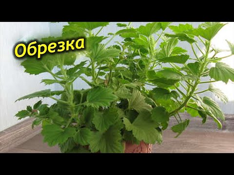 Видео: Особенности обрезки королевской герани.