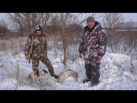 Видео: Охота на лису с норными собаками. Трудовой Лисовин!!!!! Hunting with burrowing dogs. Labor fox!!!!!