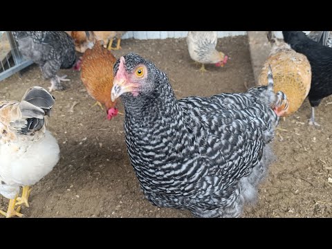 Видео: У нас пополнение.🤗