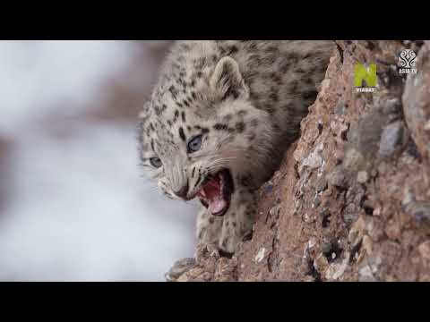 Видео: Жаныбарлар дүйнөсү "Ак илбирс"
