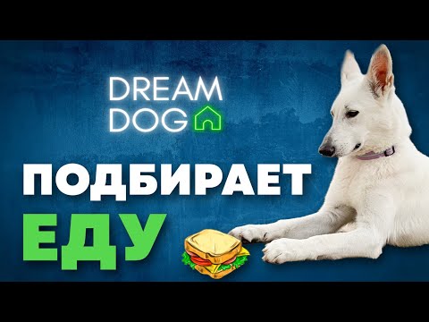 Видео: Как отучить собаку подбирать с пола 🐶 Метод без отвлечения
