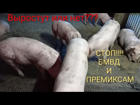 Видео: Рацион кормления свиней без добавок!!!!