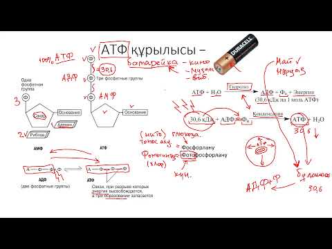 Видео: тынысалу.  кребс циклі