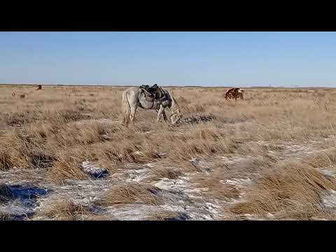 Видео: 13 октября 2024 г.