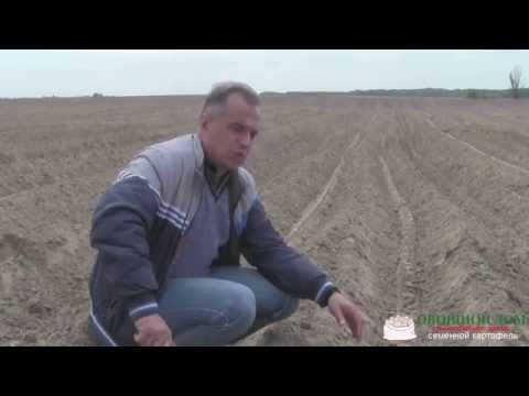Видео: Поле для посадки. Лучшие предшественники картофеля. Вредители нематода и проволнчик