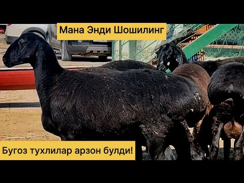 Видео: Бугоз тухлилар! Арзон булди! 773200909☎️ 774562020☎️