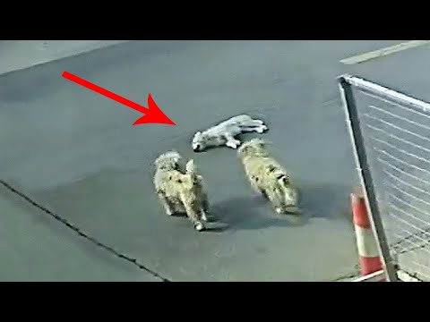 Видео: Два бродячих собаки бросились поток машин,чтобы спасти питомца,сбитого автомобилем,тащили его домой
