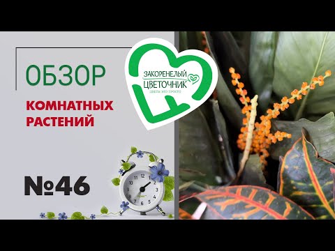 Видео: #46 Обзор комнатных растений | Ятрофа, спатифиллумы, суккуленты, хамедореи, фаленопсисы, глоксинии