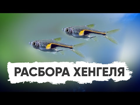 Видео: Расбора Хенгеля - неприхотливая стайная рыбка