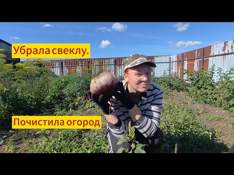 Видео: Урожай свеклы/Подготовка к зиме/Пришла осень