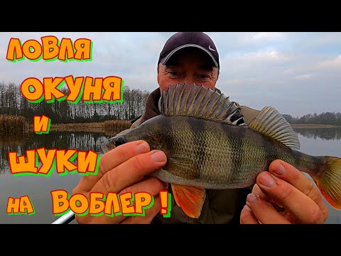 Видео: ПОПАЛ на КЛЕВ ЖИРНЫХ ОКУНЕЙ ! Ловля ЩУКИ и ОКУНЯ на ТВИЧИНГ ! РЫБАЛКА на СПИННИНГ Осенью .