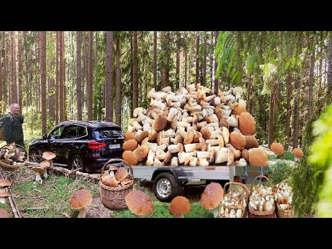 Видео: Грибы 2024 Боровики БОЛЕТЫ ШОКИРОВАНЫ МЕГА ШАПКАМИ В ЛЕСУ СЕГОДНЯ! ГИГАНТСКИЙ УРОЖАЙ! СБОР ГРИБОВ🌕