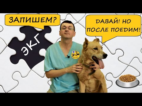 Видео: ЗАПИСЬ ЭКГ У СОБАК
