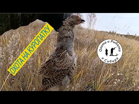 Видео: ОХОТА НА КУРОПАТКУ! ГДЕ ИСКАТЬ?
