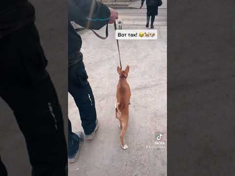 Видео: Прогулка африканского басенджи 🐕😂🐶 #басенджи #basenji #африка #africa #africanbasenji #african