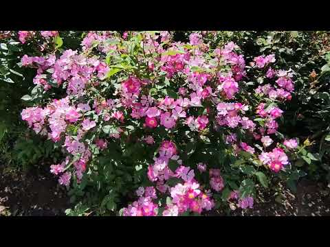 Видео: Розы Крылья Ангела. Очень красиво смотрятся. Ленинградская область.