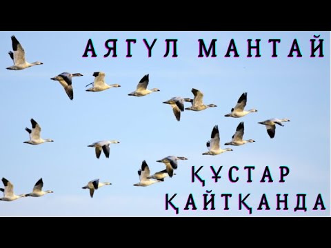 Видео: Аягүл Мантай. Құстар қайтқанда. Әңгіме… #қазақақындары #аудиоәңгіме