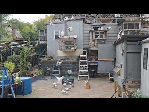 Видео: Я поймал еще одного бродячего #18 2025