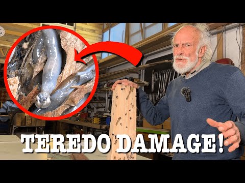 Видео: Морское существо, которое поедает деревянные лодки!!