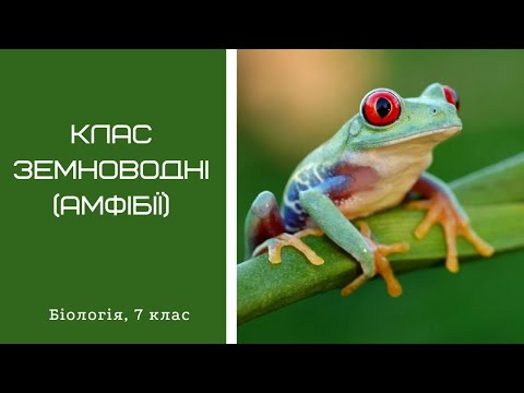 Видео: Клас Земноводні (Амфібії)