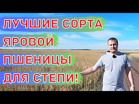 Видео: ЗАСУХОУСТОЙЧИВЫЕ и ЖАРОСТОЙКИЕ Сорта Мягкой Яровой Пшеницы для Степи. Элемент 22 и Силантий.