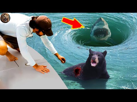 Видео: Животные, которые просили у людей помощи и доброты! #36 | D-Animal Grow Up