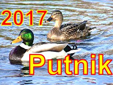 Видео: Охота на уток 2017