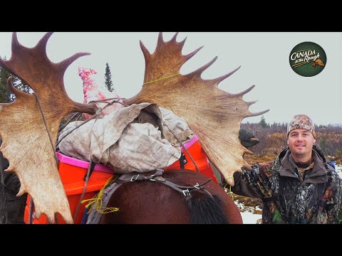 Видео: Epic Moose Hunts Vol.1 | Лучшее | Canada in the Rough (ЛУЧШИЙ сборник охоты на лося)