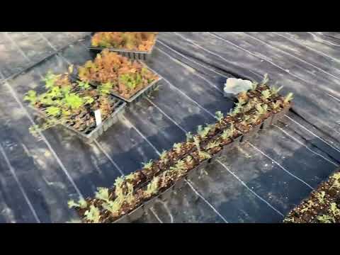 Видео: Мои ошибки в черенковании, которые дорого стоили. Часть 1. Переделываю теплицу. #питомник #смарагд