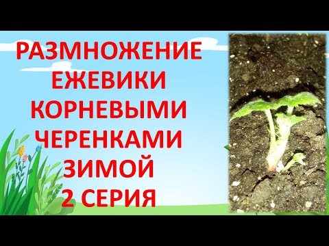 Видео: РАЗМНОЖЕНИЕ ЕЖЕВИКИ КОРНЯМИ ЗИМОЙ 2 СЕРИЯ. Как вырастить саженцы ежевики.