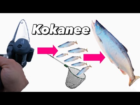 Видео: Вид на озеро Кокани в западной части штата Вашингтон (полное водорослей Кокани)