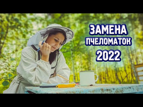 Видео: Подсадили пять пчеломаток 2022! В рой тоже матку заселили