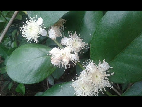 Видео: Псидиум земляничный(гуаява земляничная)-цветение. Какую землю набираю для саженцев.