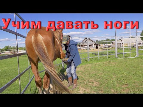 Видео: Учим большую лошадь давать ноги.