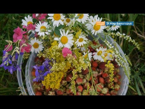 Видео: Как заготовить травы для вкусного и полезного чая