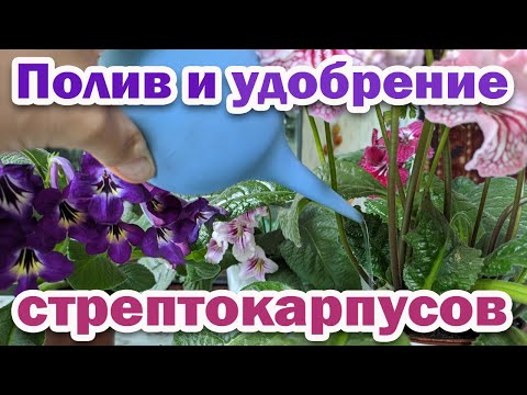 Видео: ПОЛИВ стрептокарпусов. ПОДКОРМКА, УДОБРЕНИЕ стрептокарпусов