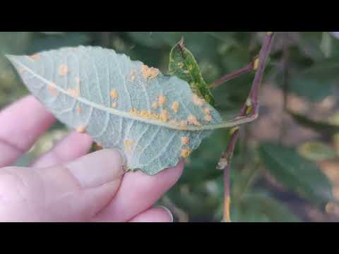 Видео: Сад сентябрь 2025