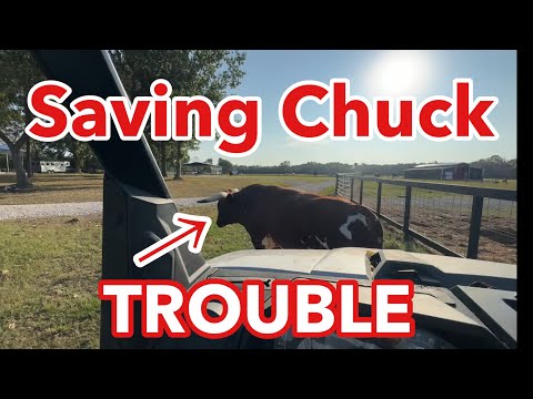 Видео: Бык вырывается и пытается напасть на Чака!