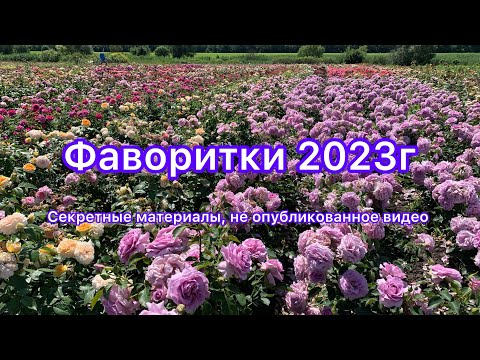 Видео: Фаворитки роз 2023 г.Секретный материал)