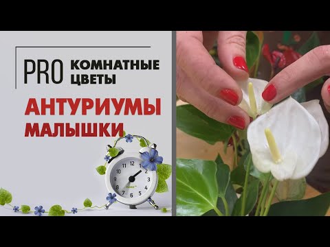 Видео: Антуриумы мини - мимишное мужское счастье | Они такие разные